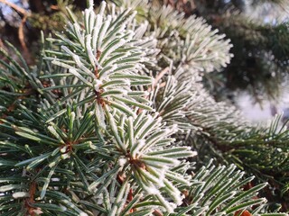 Christmas tree needles covered with frost