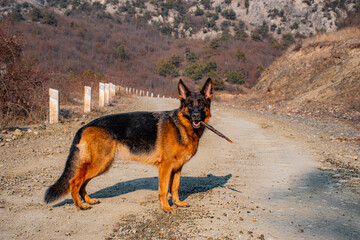 german shepherd dog on the road