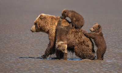Triplets climbing on brown bear sow