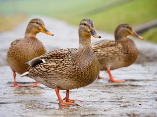 duck and ducklings