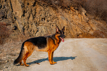 german shepherd dog on the beach