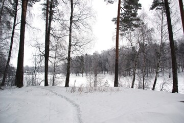 winter forest in the snow and frost and frozen river in white day
