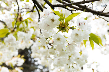 The beauty and fragility of cherry blossom season