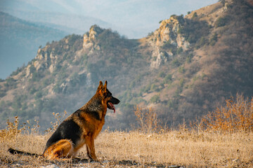 german shepherd dog in mountain
