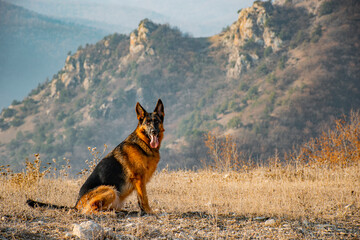german shepherd dog in the mountains