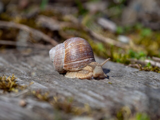 snail on a leaf