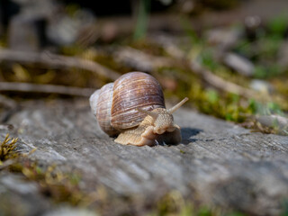 snail on a leaf