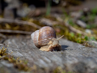 snail on a leaf