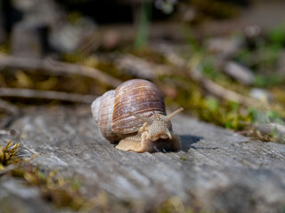 snail on a leaf