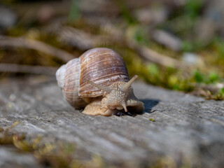 snail on a leaf