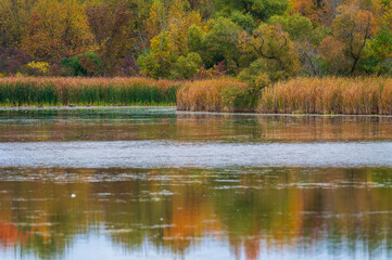 Fototapeta premium Undisturbed shoreline if a lake during the fall season