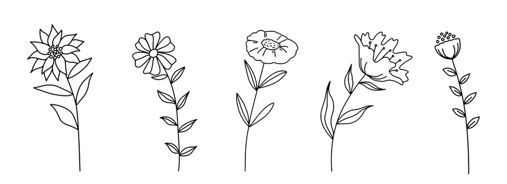 Decorative Branch Illustration Flowers Line Art