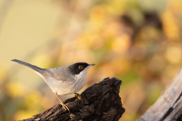Sardinian warbler male (Sylvia melanocephala)