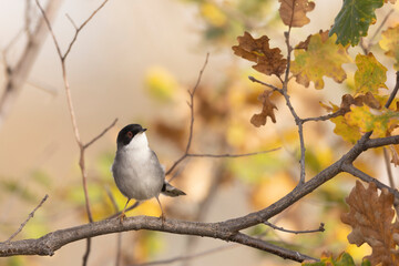 Obraz premium Sardinian warbler male (Sylvia melanocephala)