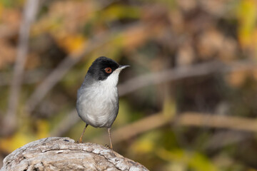 Sardinian warbler male (Sylvia melanocephala)