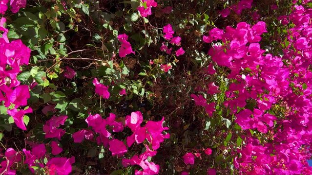 Seaside resort, travel, flowers and clear weather. palm tree, flowers. Bright Bougainvillea flowers, swaying in the wind on the seashore against the blue sky. Egypt. Rose Tree Bougainvillea