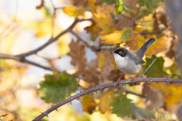 Sardinian warbler male (Sylvia melanocephala)