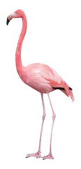 Fotobehang Greater Flamingo (Phoenicopterus roseus), PNG, isolated on transparent background © Robin