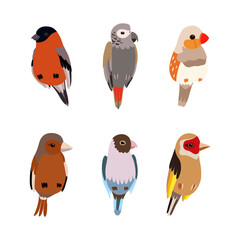 Perching Birds as Winged Feathered Creature with Bright Plumage Vector Set