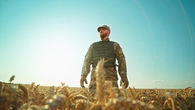 Ukrainian soldier stand in a wheat field, dressed in camouflage looking around. War. Military concept. Sunlight on blue sky