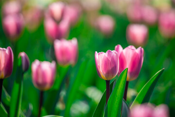 Pink tulips with green leaves.
