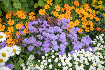 multi-colored lawn of orange, purple and white flowers in the garden, daisies