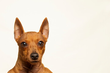 The brown muzzle of the dog looks into the camera on a light background. 