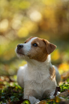 Young parson russel terrier in autumn nature