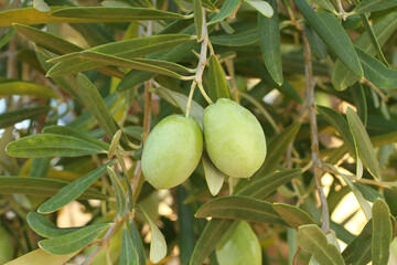 Ripe green olives on a branch against olive trees. Bright summer day