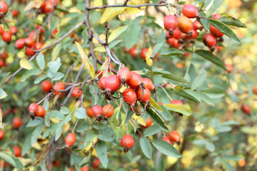 Early autumn - ripe wild rose hips on bush against garden background