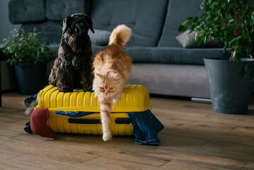 Travel concept with funny dog and cat sitting on suitcase. life with animals concept - wanderlust...