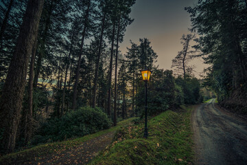sunset in the woods