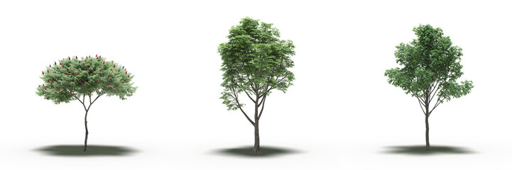 Obraz premium large tree with a shadow under it, isolated on a transparent background, 3D illustration, cg render