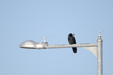 Large-billed crow Corvus macrorhynchos japonensis perched on a lamppost. Utoro. Shiretoko Peninsula. Hokkaido. Japan.