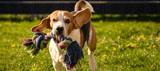 Dog run, beagle dog jumping having fun in the garden. Dog training