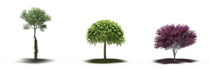 large tree with a shadow under it, isolated on a transparent background, 3D illustration, cg render