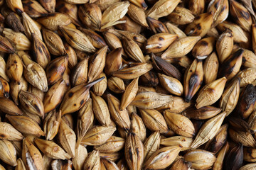 Background and macro texture of roasted barley grains. Concept of ingredients, cereals and food.