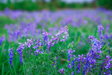 Winter vetch or hairy vetch growing outdoors, close-up of purple flowers and woolly vetch or forage vetch (Vicia villos) flowering in the garden or wild.