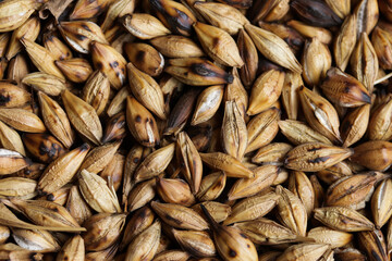 Background and macro texture of roasted barley grains. Concept of ingredients, cereals and food.