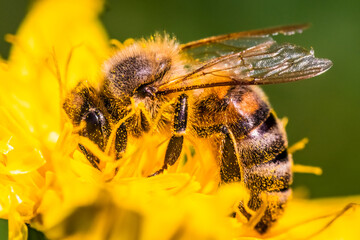 Bee on a flower. Close up of a honey bee collecting pollen on a yellow flower on a Sunny bright day in Austria