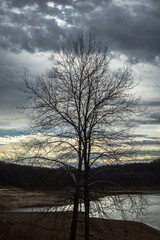 Tree at the Lake