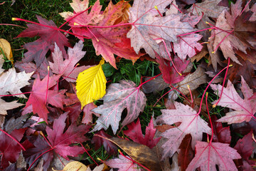 Fall Leaves on the Ground