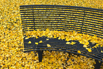 Iron black bench in a park with yellow ginkgo biloba leaves in the ground. Nobody.
