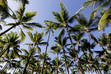 Obraz na płótnie Canvas Palm trees with blue sky viewed from the bottom up