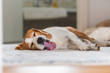 sad and worried beagle dog lying on a floor. Canine background