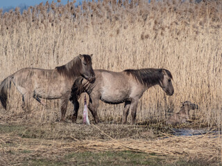 Obraz na płótnie Canvas Newborn foal of the semi-wild Polish Konik horse minutes after birth next to mother on the ground in river water in floodland meadow in spring. Birth of a foal