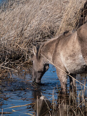 Obraz premium Grey and black Semi-wild Polish Konik horses eating plants and vegetation from a wiver in a floodland meadow in spring