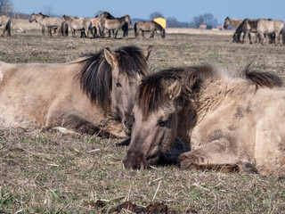 Fototapeta premium Group of grey semi-wild Polish Konik horses resting on a ground in floodland meadow with green vegetation in spring. Wild horses outdoors