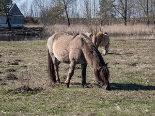 Grey Semi-wild Polish Konik horses in floodland meadow with green vegetation in spring. Wild horses outdoors