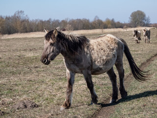 Grey Semi-wild Polish Konik horses in floodland meadow with green vegetation in spring. Wild horses outdoors